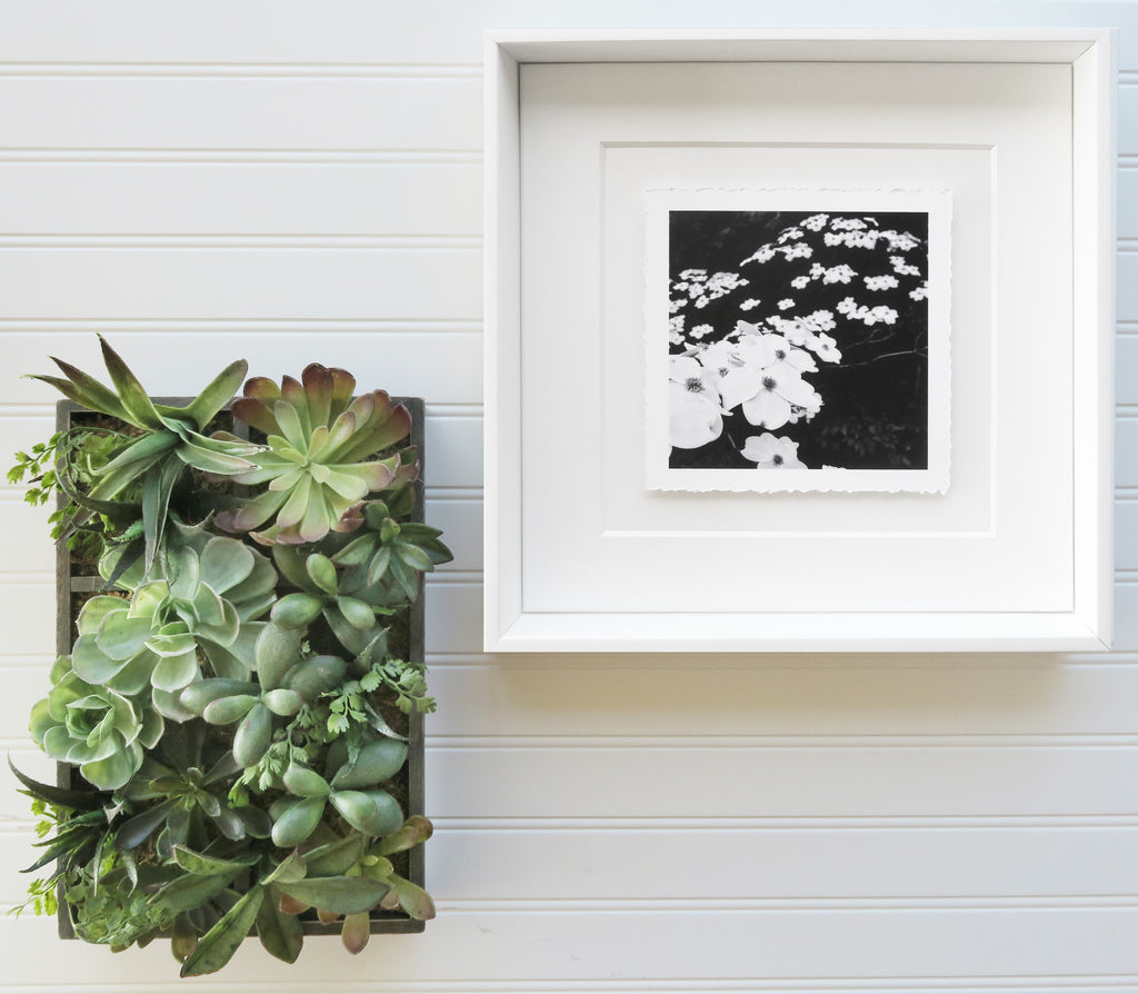 Torn-edge framed black and white fine art photo shown with succulents