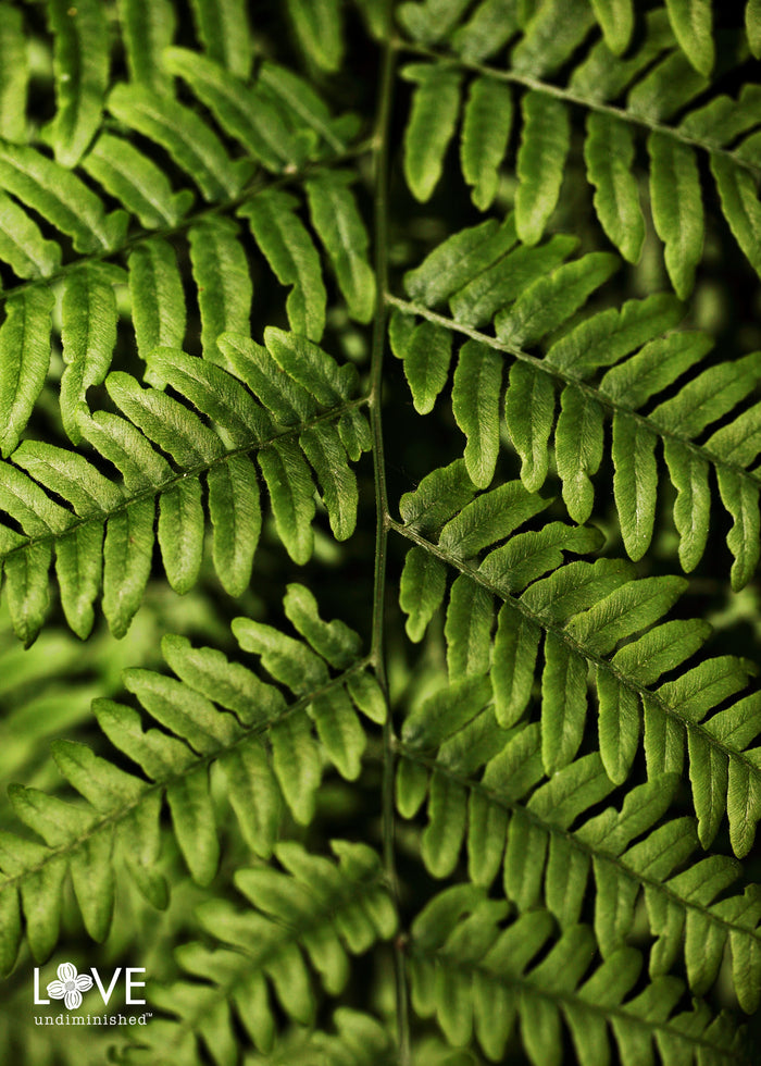 "Fern Patterns" Color Photographic Print