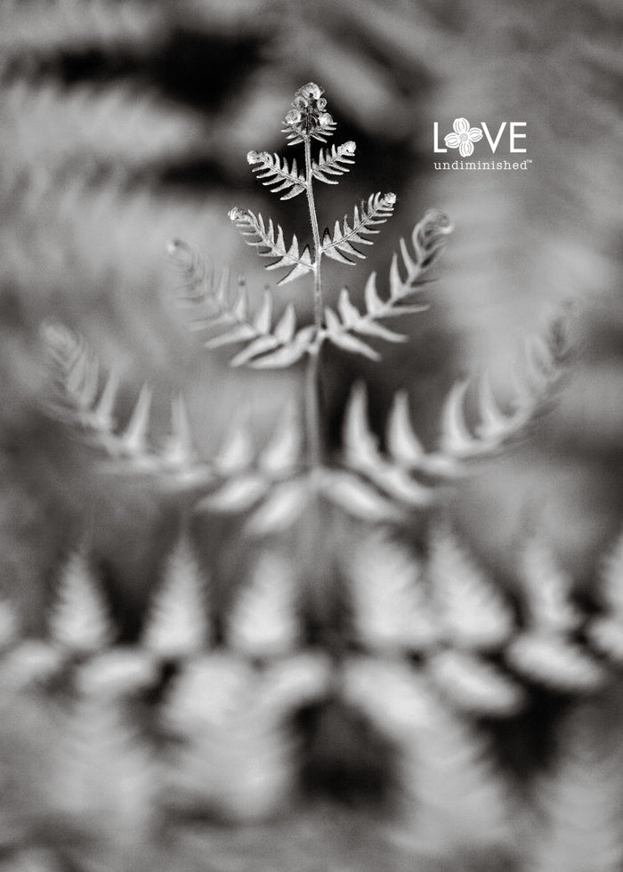"Fern Abstract" B&W Photographic Print