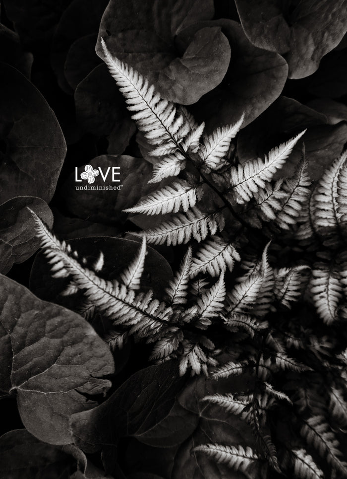 Black and white fine art photograph of a painted fern plant growing in a patch of ginger. 