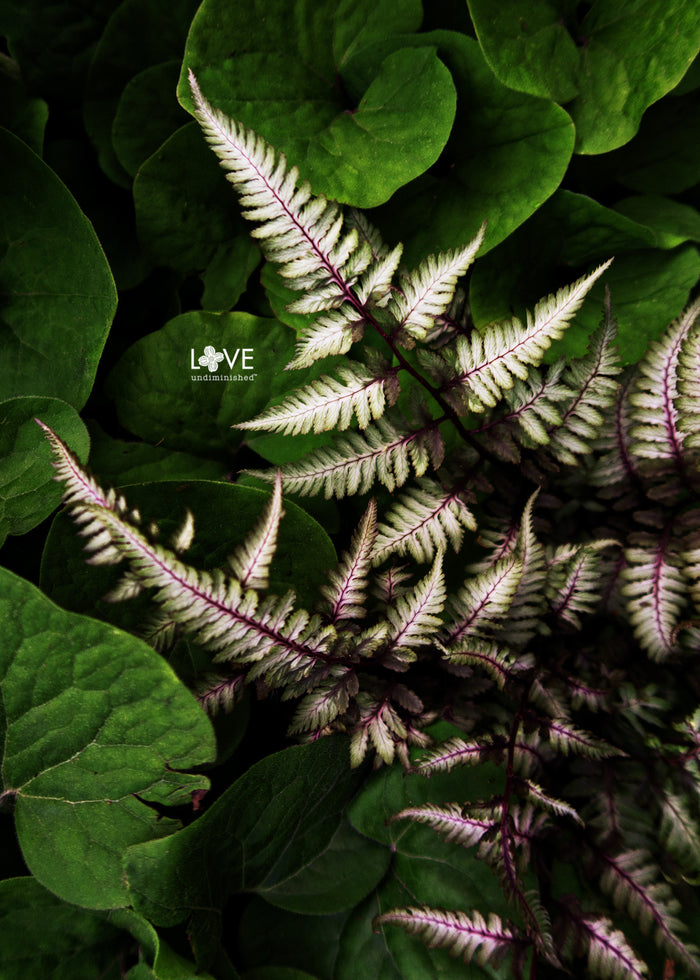 "Painted Fern #2" Color Photographic Print
