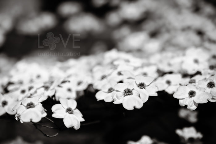 Fine art black and white photograph of dogwood blossoms on a dogwood tree love undiminished