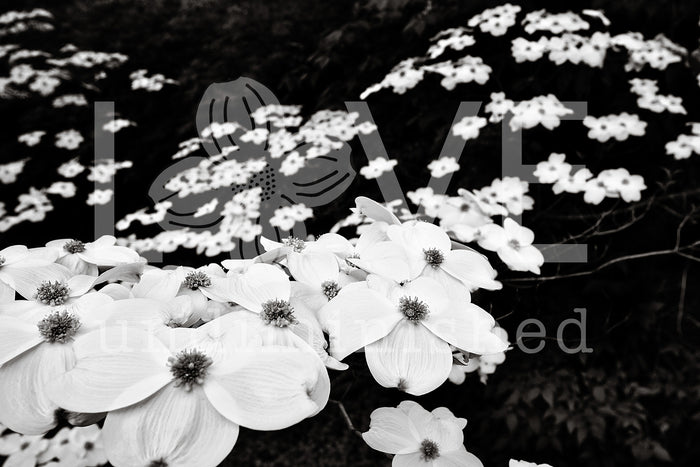 Fine art photography image of white dogwood blossoms on a dogwood tree in black and white love undiminished