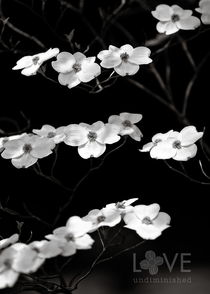 black and white photography of dogwood blossoms floating in layers on a dogwood tree love undiminished