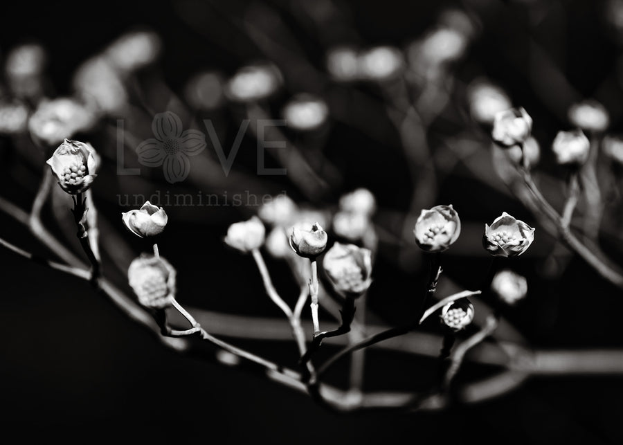 Black and white photography of dogwood blossom opening buds love undiminished 