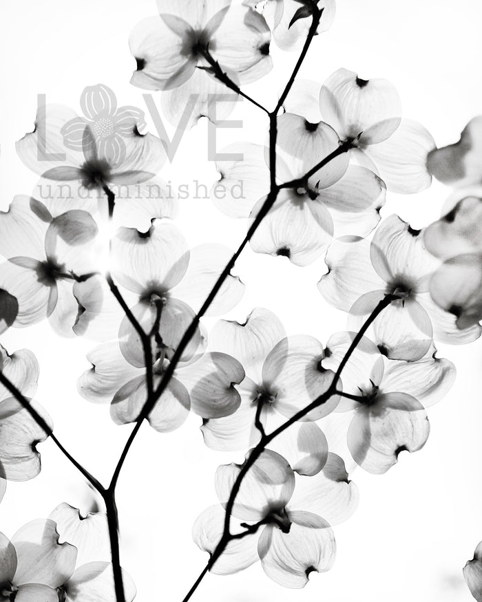 Black and white photography of backlit dogwood blossoms by love undiminished