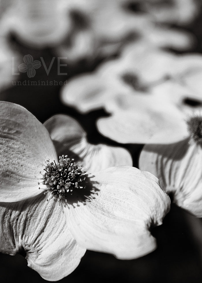 Closeup image of a white dogwood blossom in black and white fine art photography
