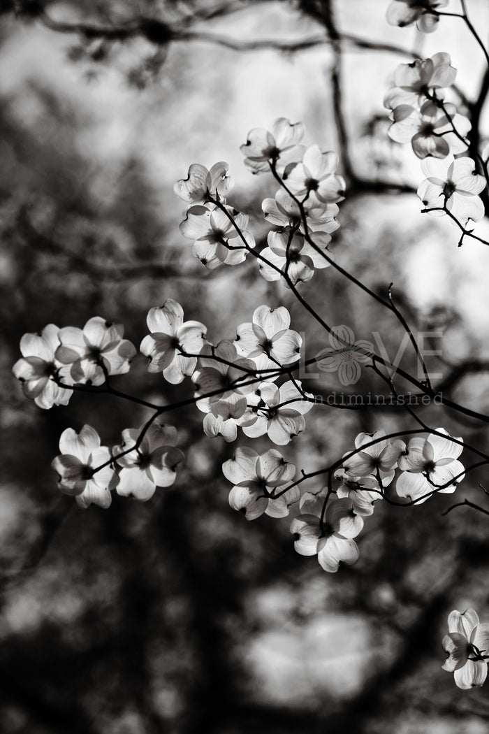 black and white photograph of backlit sun kissed dogwood blossoms on a dogwood tree love undiminished 