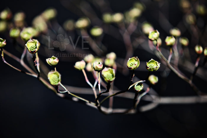 Color photograph of early dogwood blossom buds opening in green grey and black love undiminished 